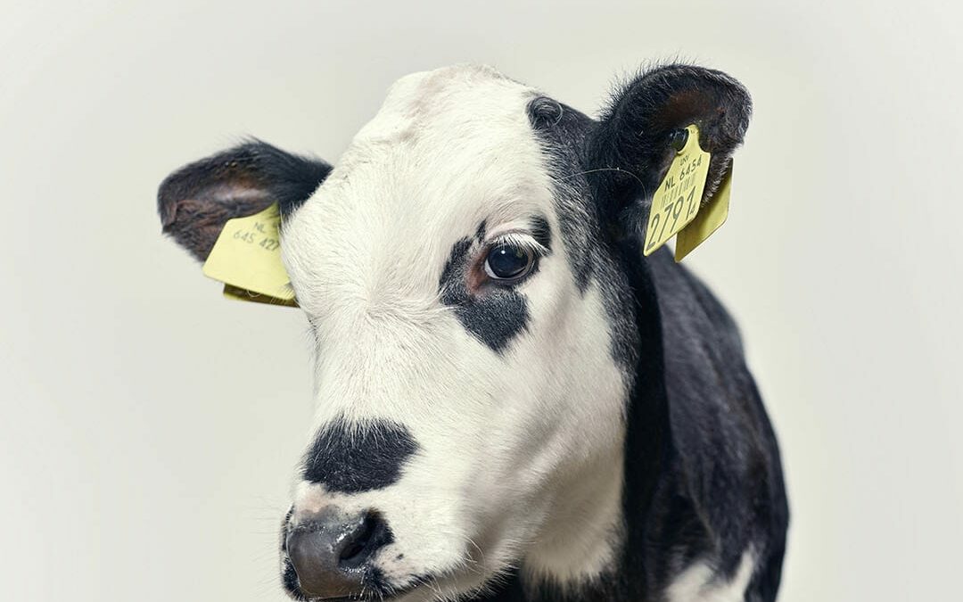 Hagenooi Linda Staat in de Linda.!