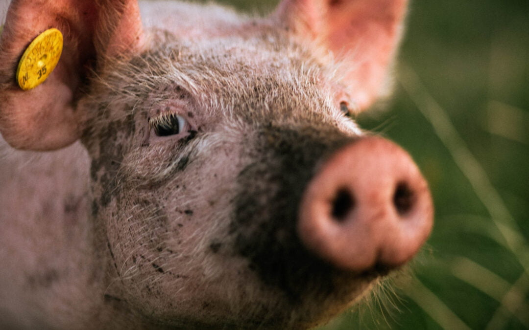 Varkentjes bij Boer Joep?