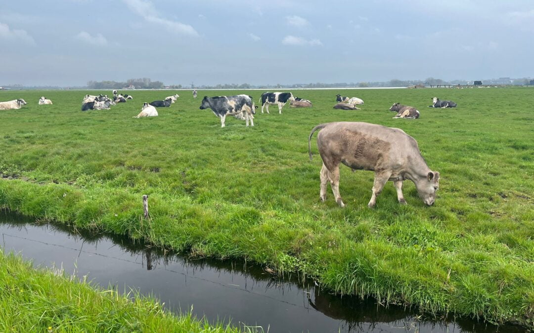 Dansende ossen in de wei!